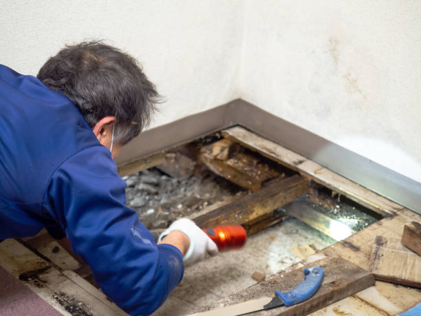 Best Crawl Space Mold Remediation in Alpine, TX