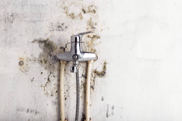 Trusted Alpine, TX Mold Remediation Experts