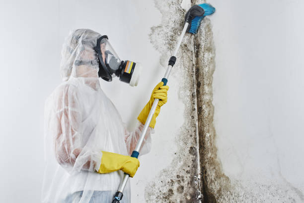 Best Mold Testing and Inspection Services in Alpine, TX