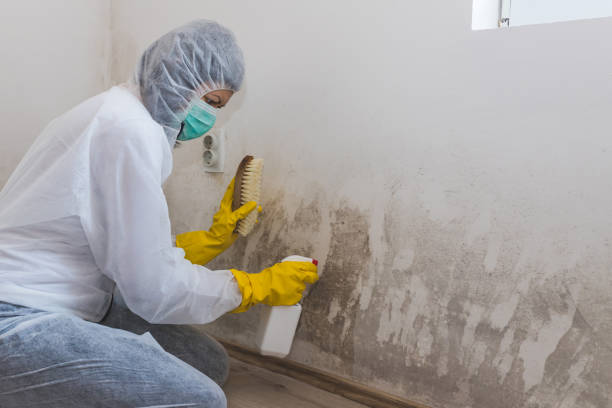 Best Emergency Mold Remediation in Alpine, TX