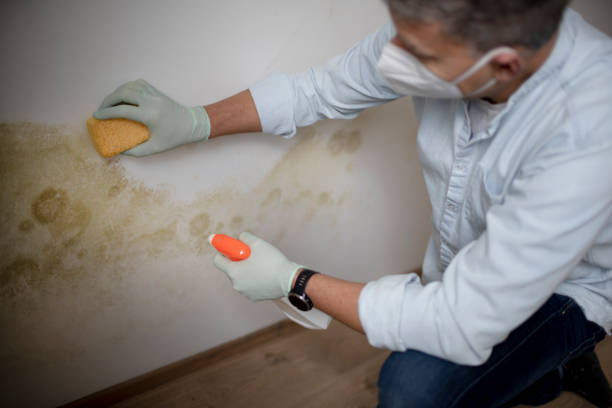 Best Post-Flood Mold Remediation in Alpine, TX