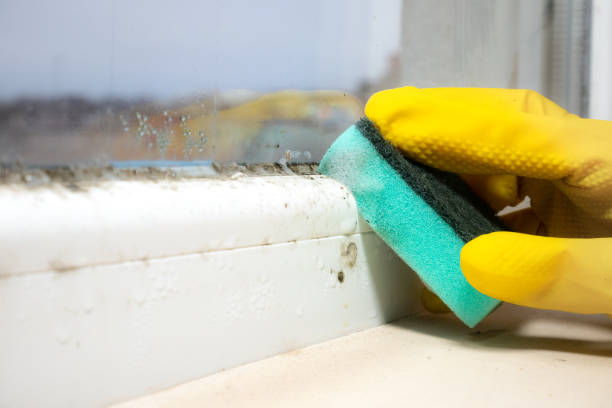 Best DIY Mold Remediation Support Services in Alpine, TX