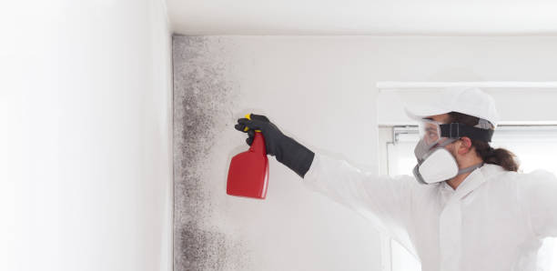 Best Basement Mold Remediation in Alpine, TX