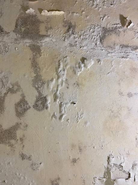 Best Localized Mold Remediation (e.g., coastal areas, humid climates) in Alpine, TX